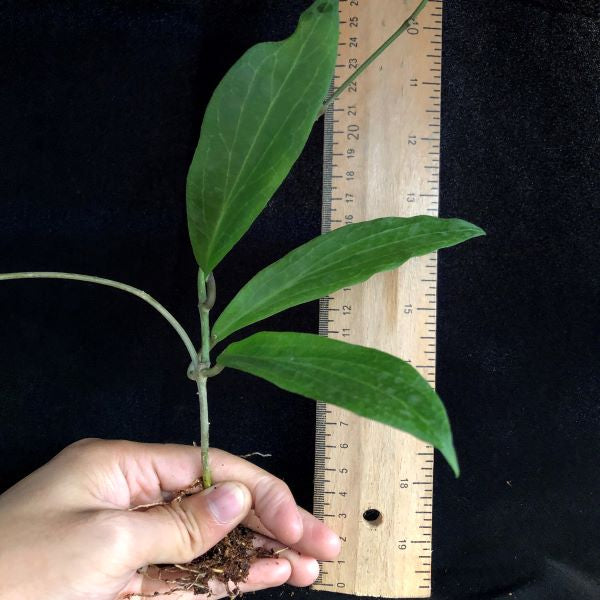 Hoya benguetensis