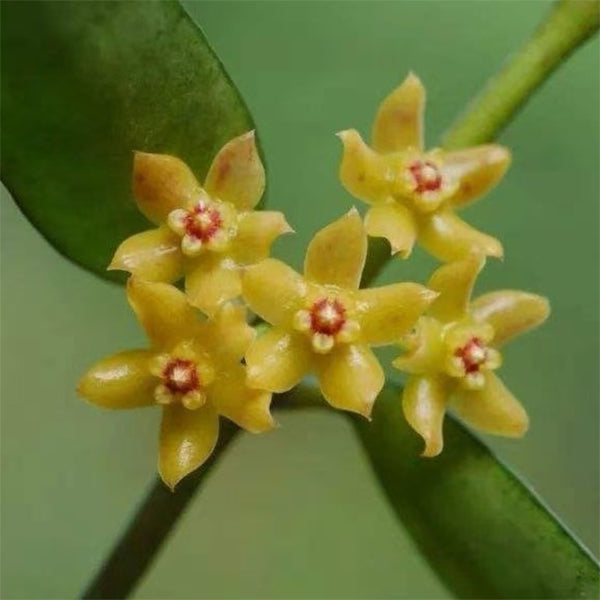 Hoya burmanica