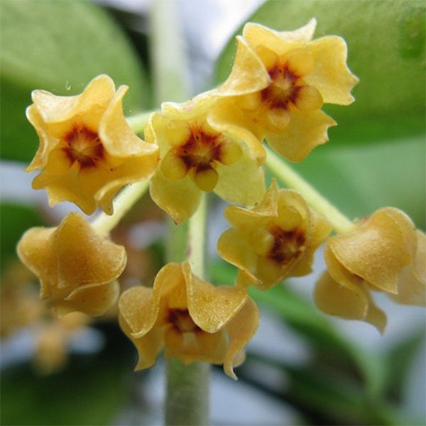 Hoya burmanica