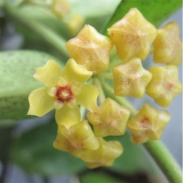 Hoya burmanica