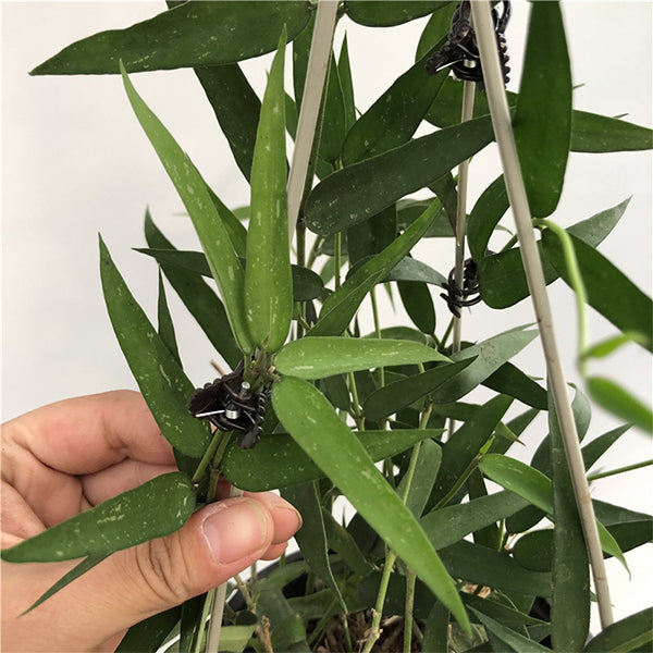 Hoya burmanica