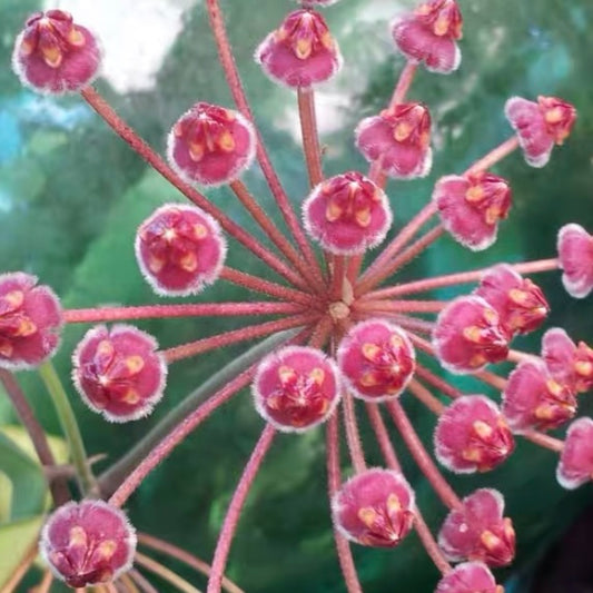 Hoya burtoniae