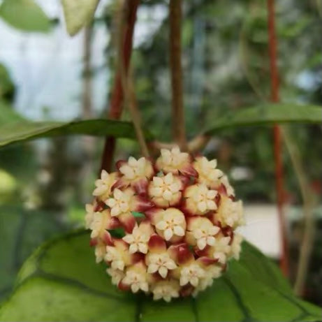 Hoya callistophylla