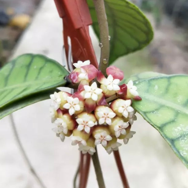 Hoya callistophylla