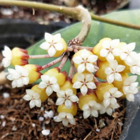 Hoya callistophylla