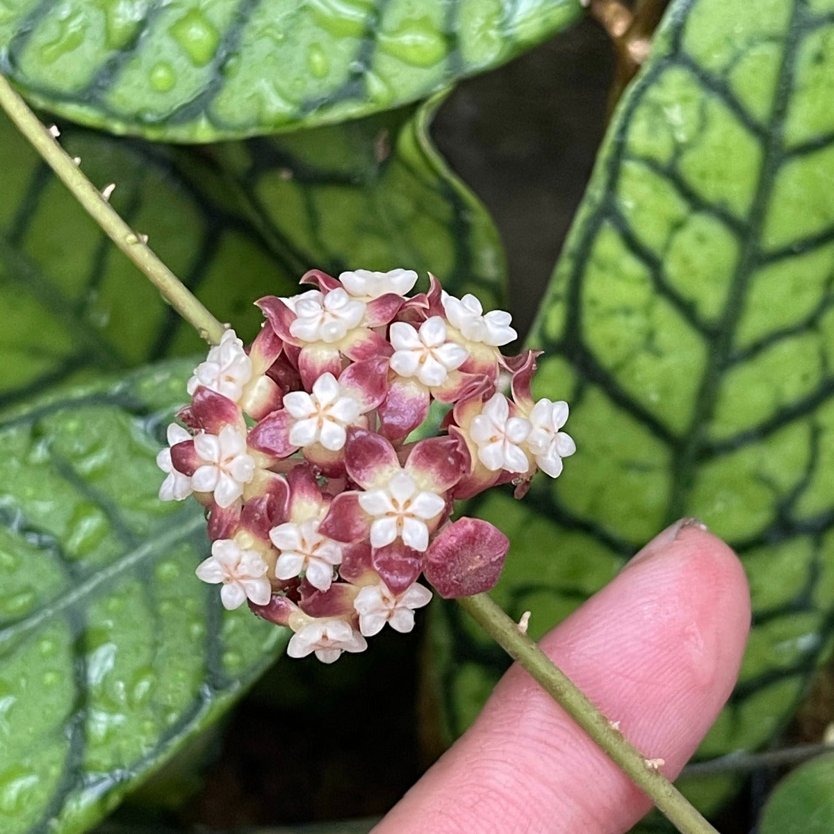 Hoya callistophylla