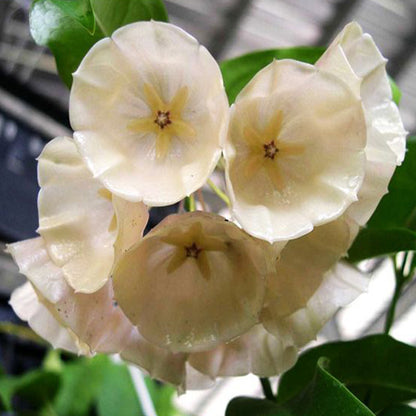 Hoya campanulata