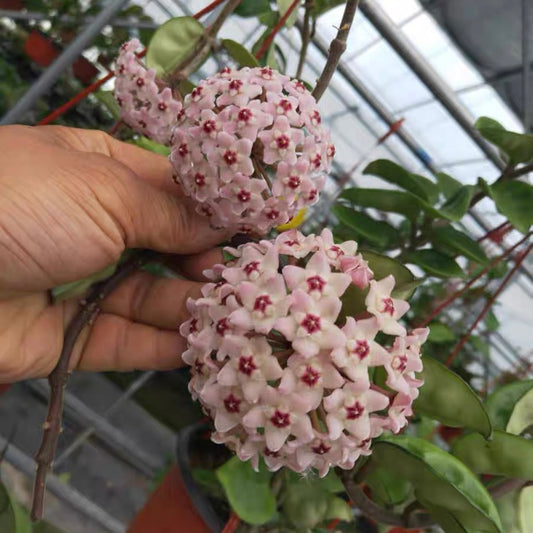 Hoya carnosa clinton