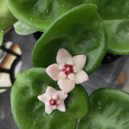 Hoya carnosa clinton