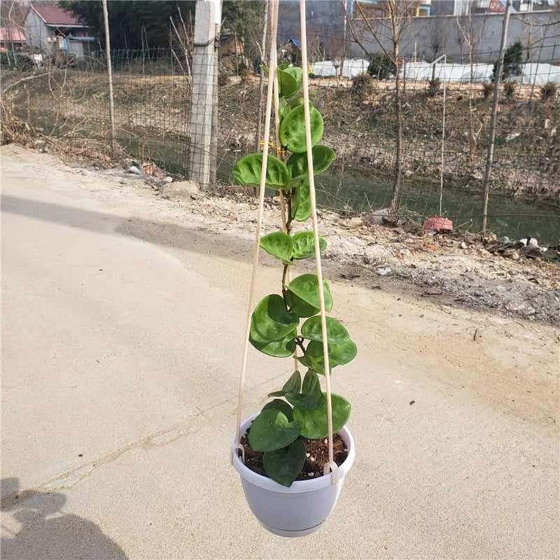 Hoya carnosa clinton
