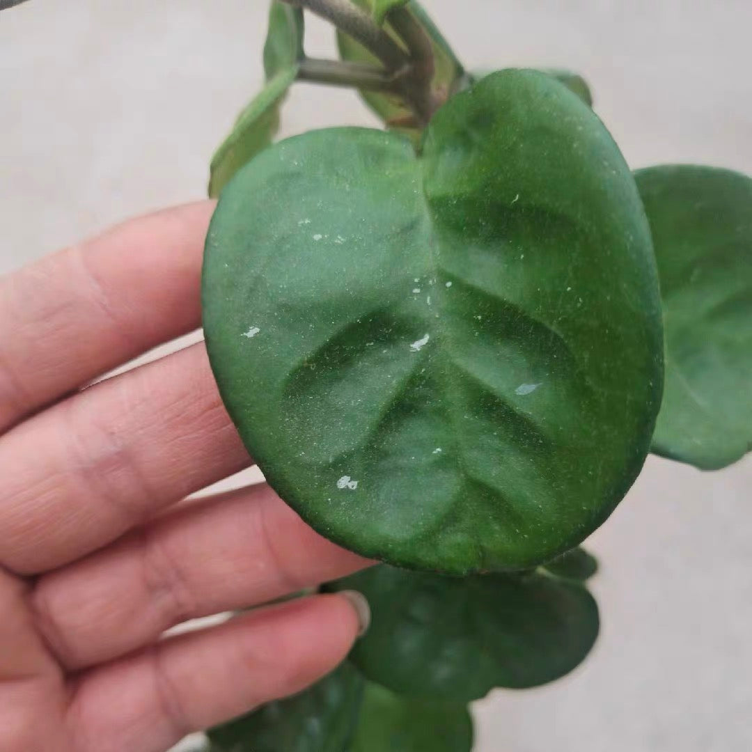 Hoya carnosa clinton