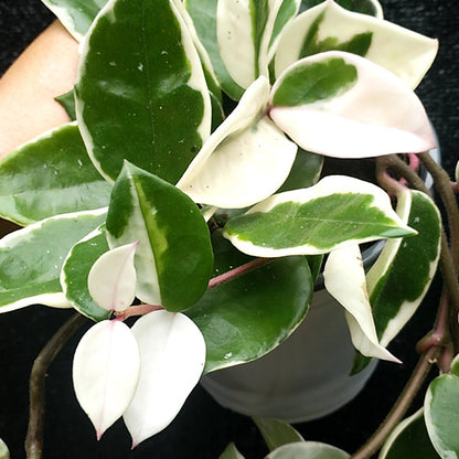 Hoya carnosa cv. snowball albomarginata