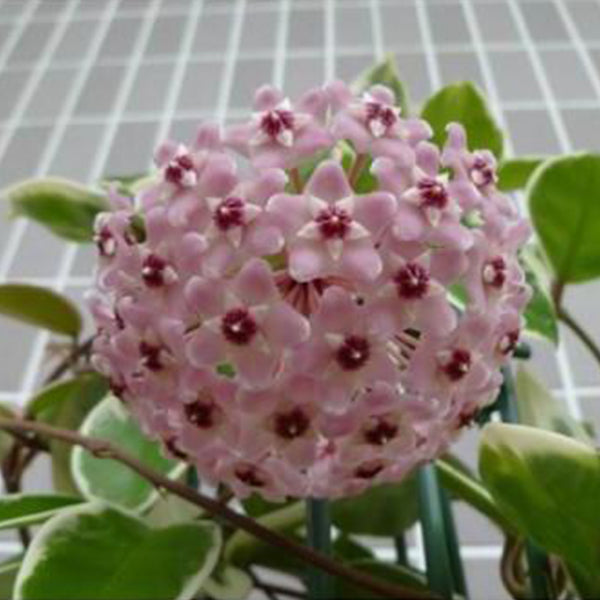 Hoya carnosa ' Freckles '