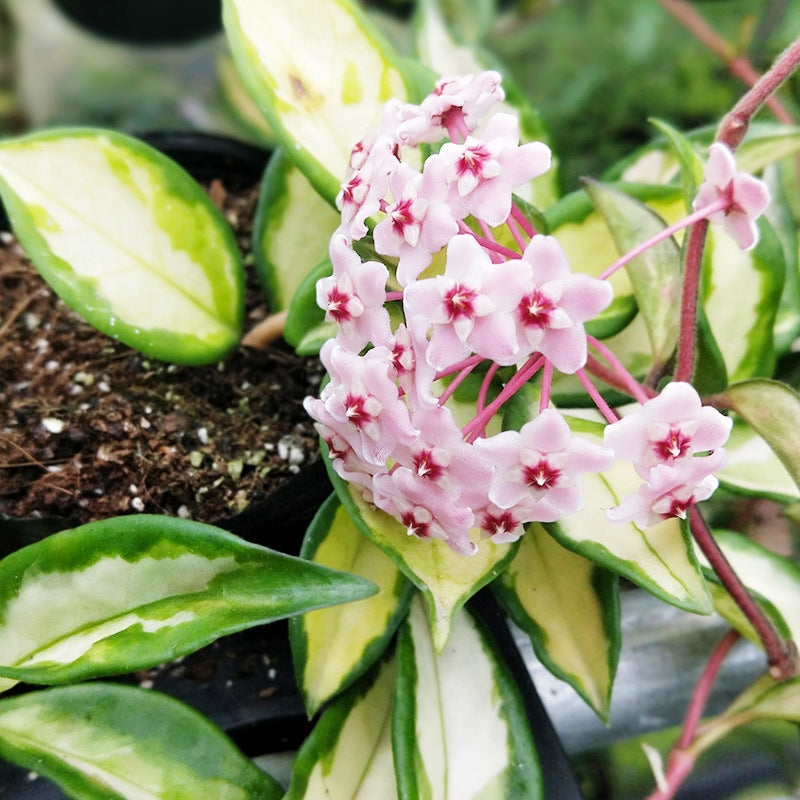 Hoya carnosa ‘ Krimson princess ’