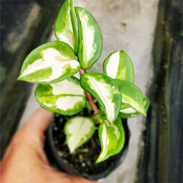 Hoya carnosa ‘ Krimson princess ’