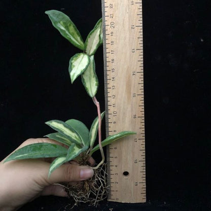 Hoya carnosa ‘ Krimson princess ’