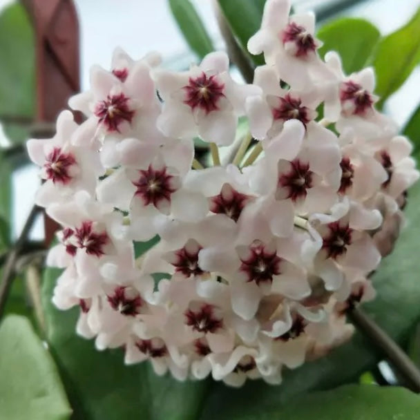 Hoya carnosa ' Purple corona '