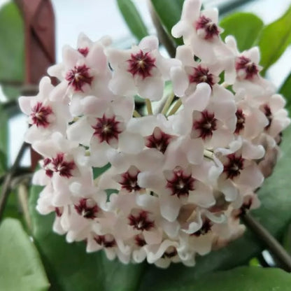Hoya carnosa ' Purple corona '