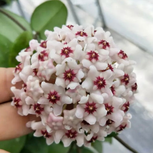 Hoya carnosa ' Purple corona '
