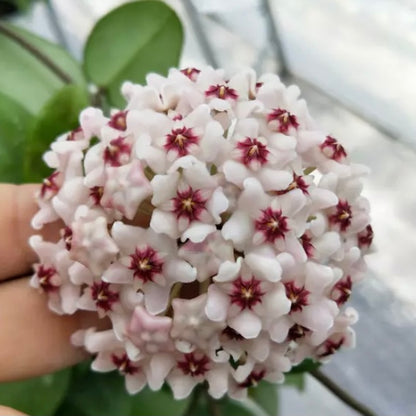 Hoya carnosa ' Purple corona '