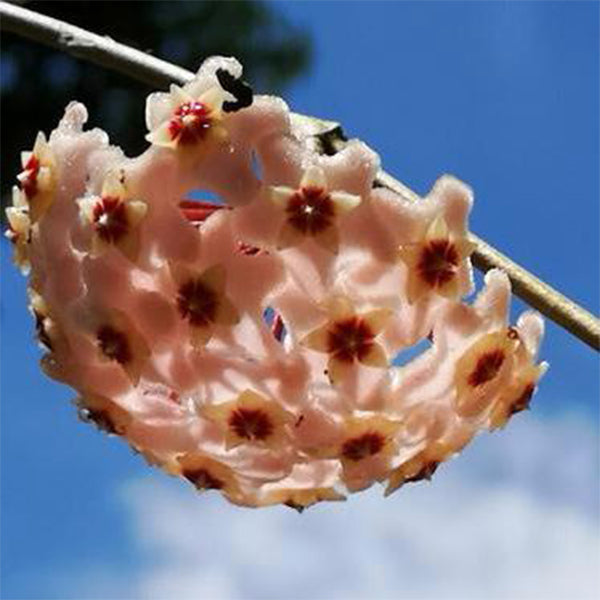 Hoya carnosa ' Purple corona '