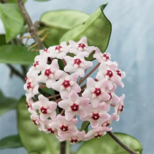 Hoya carnosa var.Krinkle