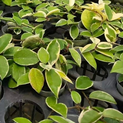 Hoya carnosa variegata out
