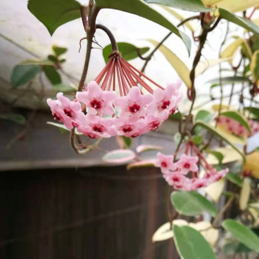 Hoya carnosa variegata out