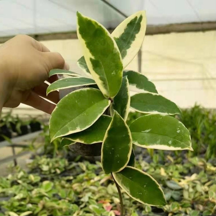 Hoya carnosa variegata out