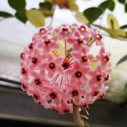 Hoya carnosa variegata out