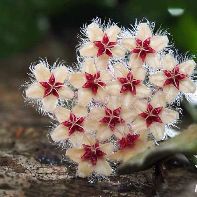 Hoya caudata ‘ Red '