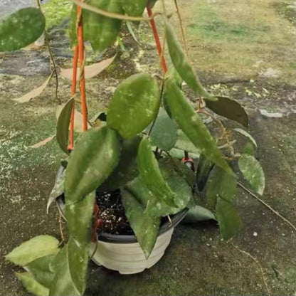 Hoya caudata ‘ Red '