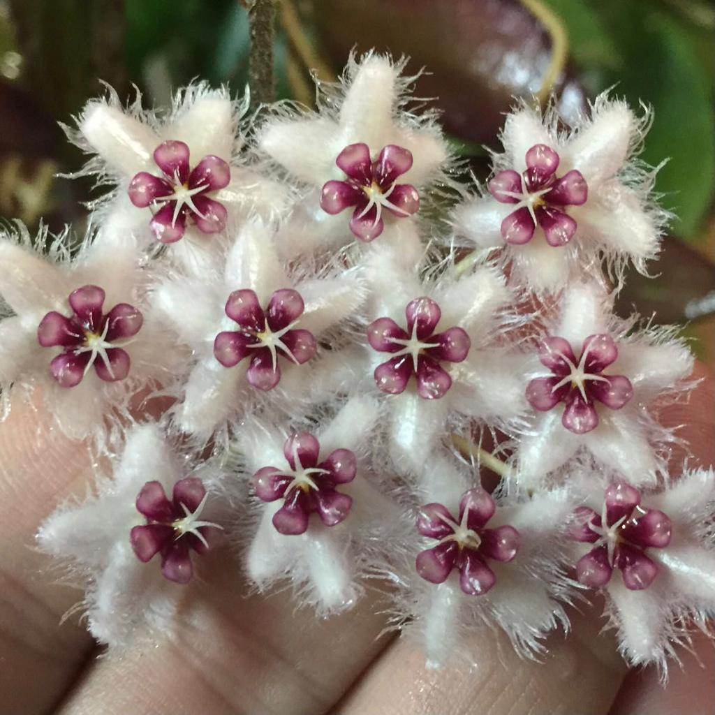 Hoya caudata ‘ Red '