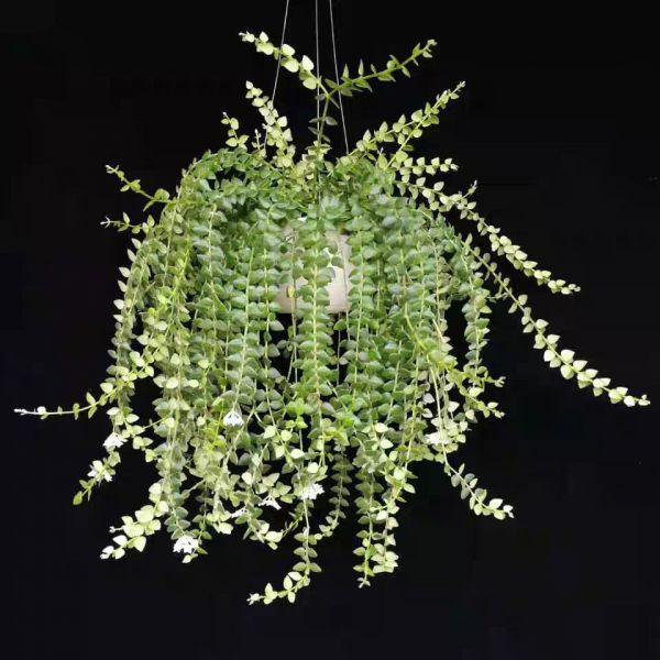 Hoya chinghungensis