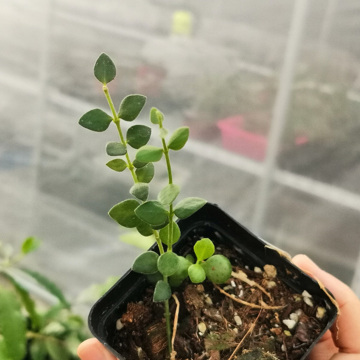Hoya chinghungensis
