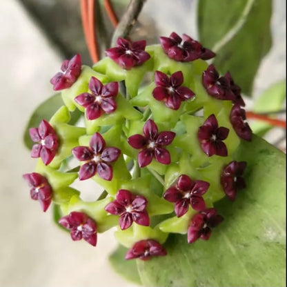 Hoya cinnamomifolia