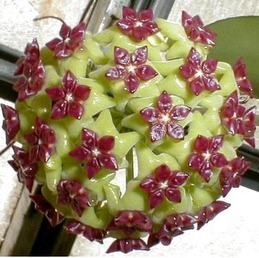 Hoya cinnamomifolia