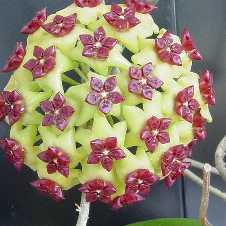 Hoya cinnamomifolia