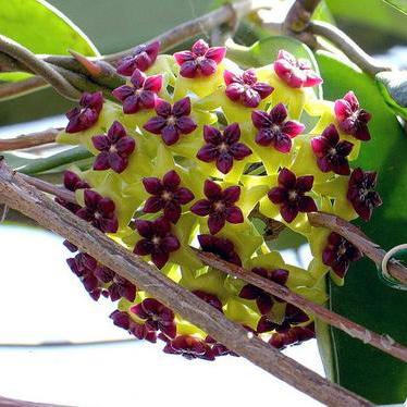 Hoya cinnamomifolia