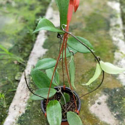 Hoya cinnamomifolia