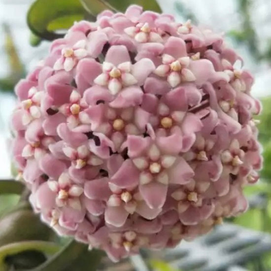 Hoya compacta ssp. Deep green