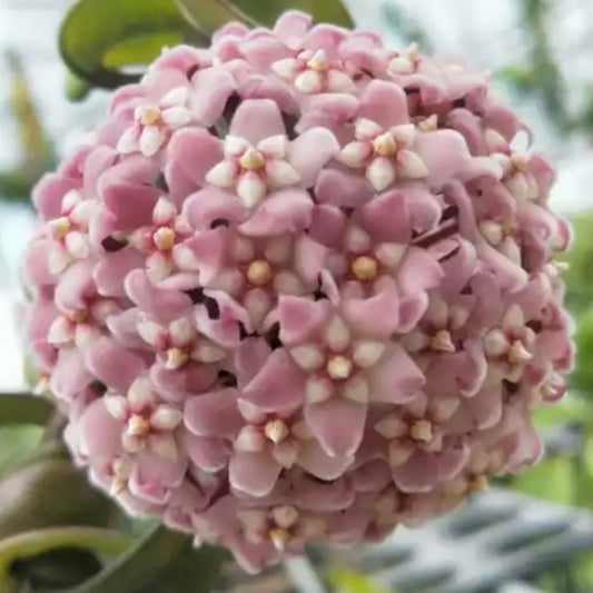 Hoya compacta ssp. Deep green