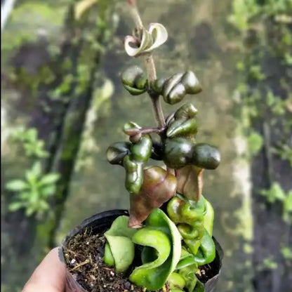 Hoya compacta ssp. Deep green