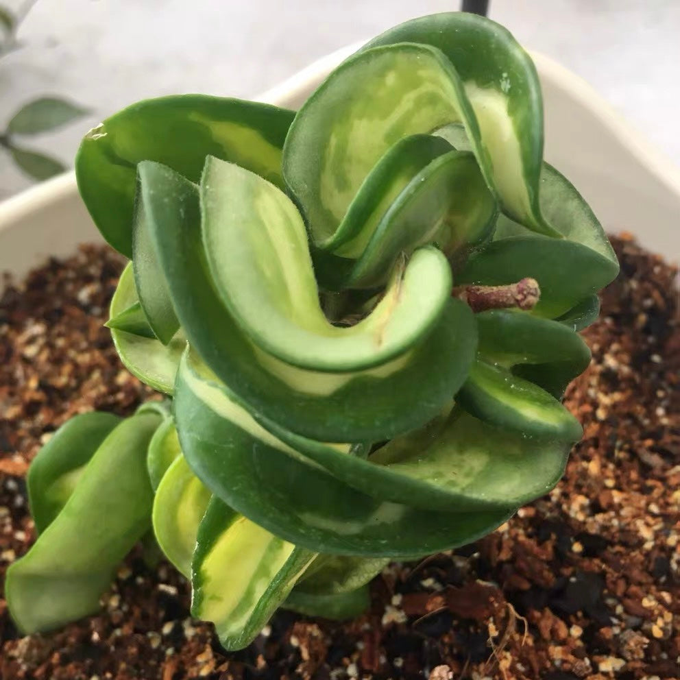 Hoya compacta var. ' Mauna loa '