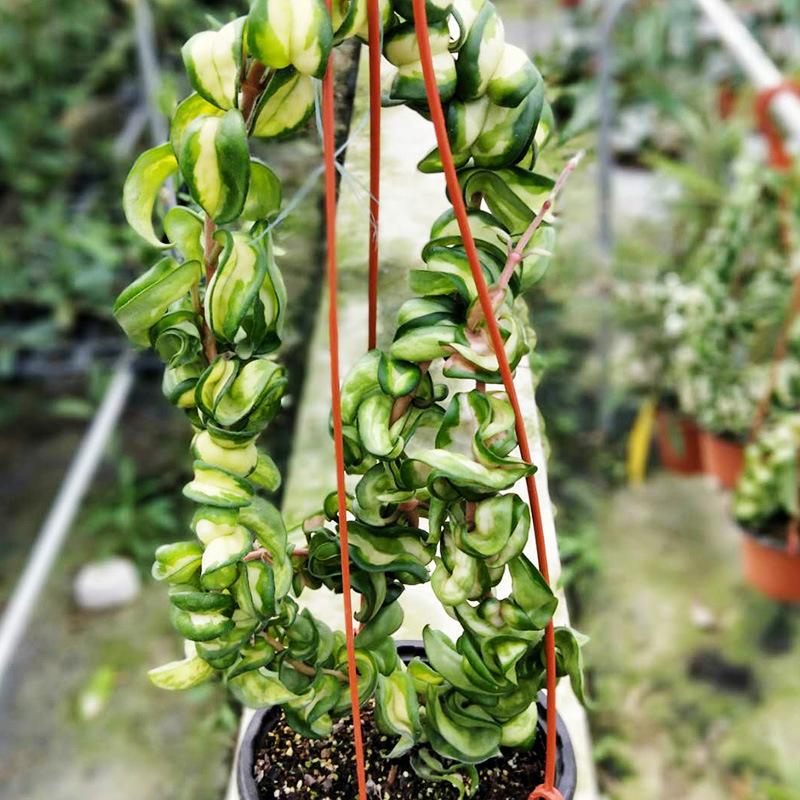 Hoya compacta var. ' Mauna loa '
