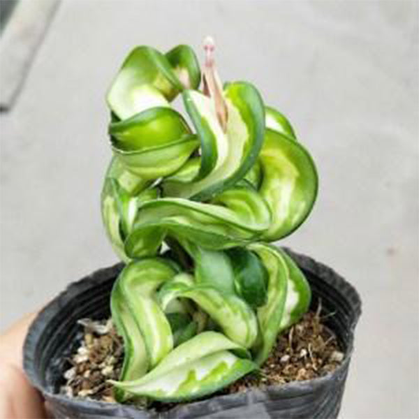 Hoya compacta var. ' Mauna loa '
