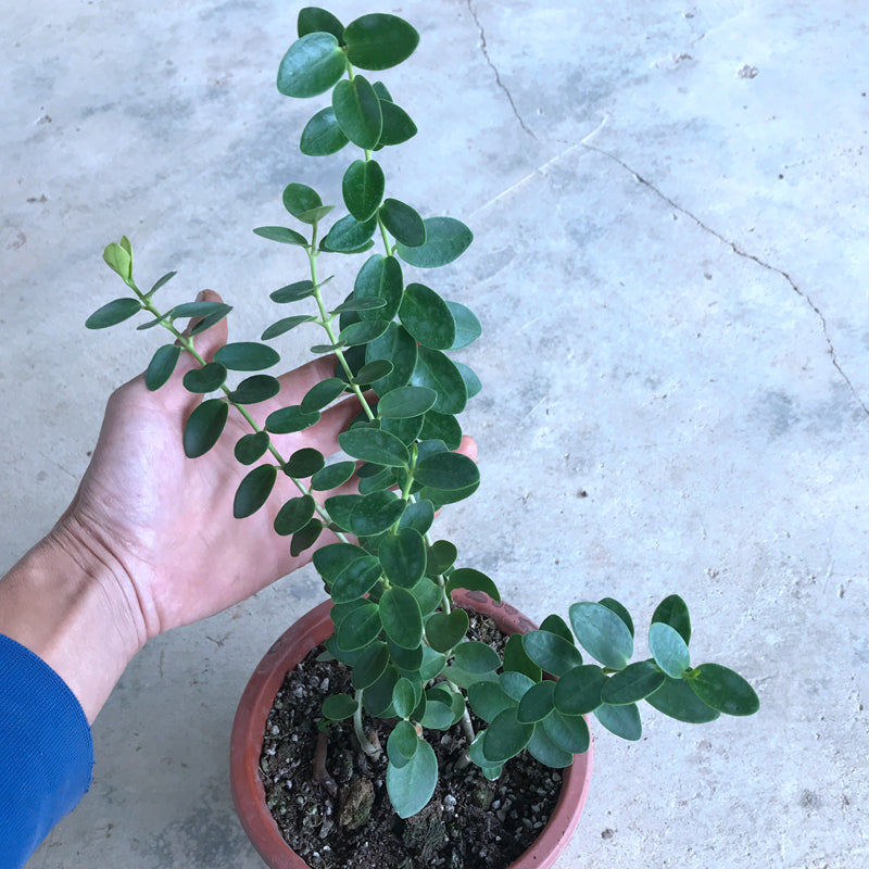 Hoya cummingiana