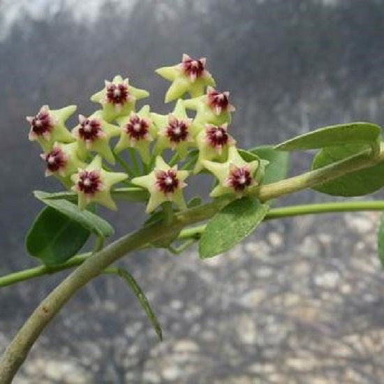 Hoya cummingiana