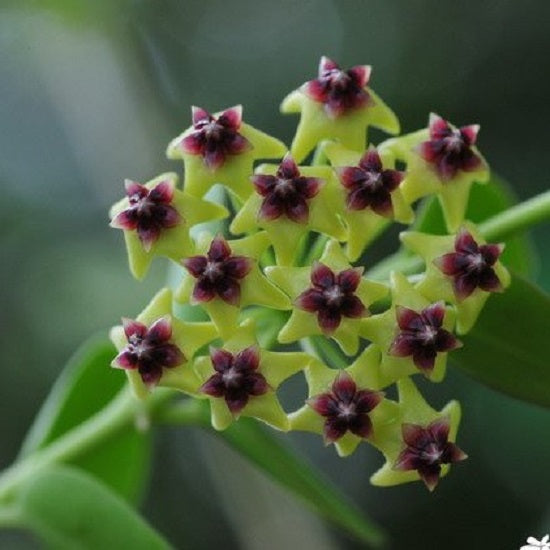 Hoya cummingiana