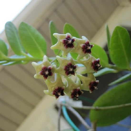 Hoya cummingiana